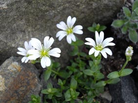 Cerastium alpinum